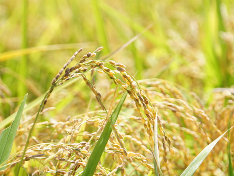 高アミロース・低GI米！豊受白米5㎏【2025年産】