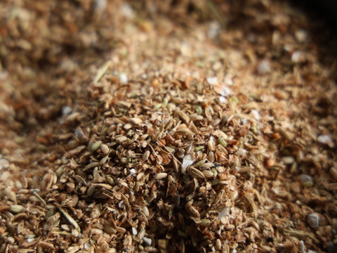 【採卵翌日発送】宮城のお米と大豆で育てた　ごとうもみじのたまご　陸と海の恵みを濃縮　　6個入り×4P