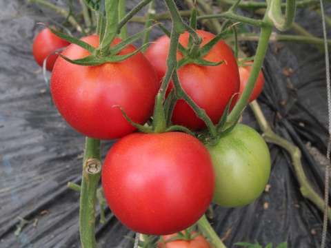 【赤熟濃縮】うま味成分たっぷり完熟もぎりの水切りトマト 2箱セット5〜6㌔程度