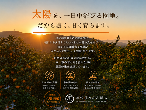 頂みかん3kg｜【年間約6万件発送】75年以上受け継ぐ、三代目みかん職人｜愛媛県八幡浜産