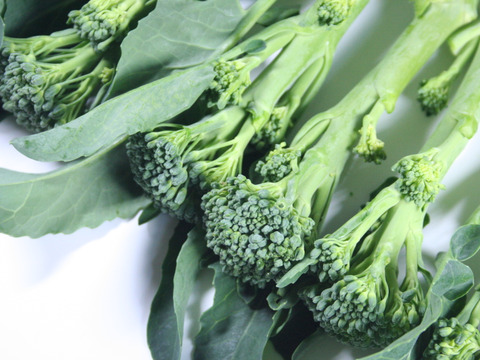 【スティックブロッコリー】コリコリとした食感の茎が主役！500g 農薬・化学肥料不使用栽培