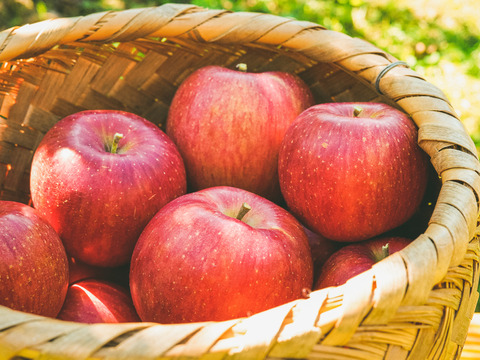 大人気！【サンふじ】10Kg （20～28玉）