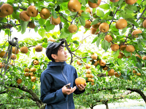 濃厚な甘さと瑞々しさが絶賛の「幸水」6個～4個程度（2㎏程度）