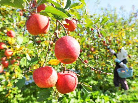 りんご  シナノスイート 大野農園スタッフ投票1位の品種  特大14～10個程度（5kg程度）