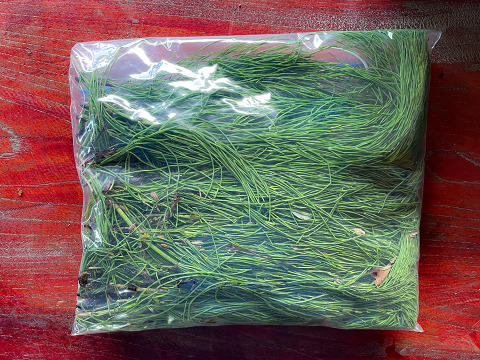 【天然スギナ】自然栽培 手摘み 1パック ネコポスでお届け