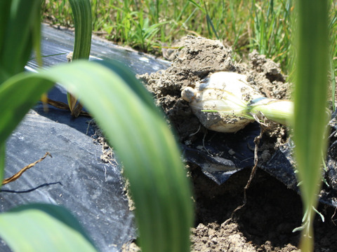 マイドルな口当たり『甲賀ジャンボニンニク』1㎏