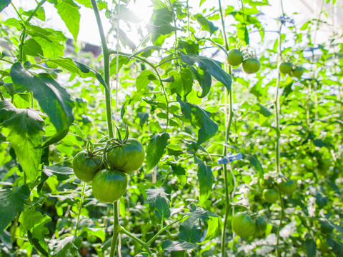 むぎゅっとがっしり！！べっぴん！濃旨フルーツトマト（おめかし梱包800g)