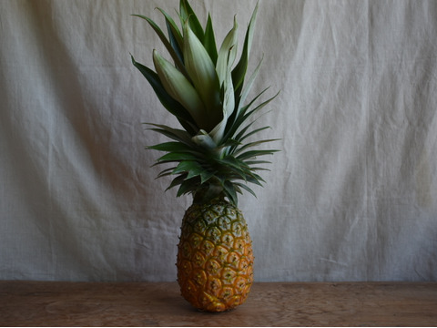 【有機JAS認証】果汁た～っぷり！沖縄で昔から愛されてきた島パイン　約３kg（２～４玉）