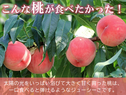 【すぐ発送！🍑山梨日川白鳳】約2キロ！中サイズ8〜9個でお届け！一度食べたら忘れられない  その時期一番おいしい品種をお届け【品種おまかせ】