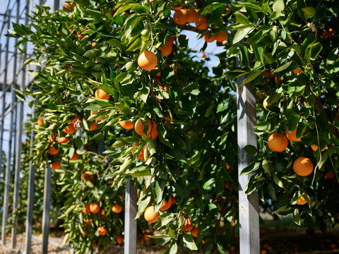 【濃厚な甘みと爽やかな酸味】静岡県浜松産『ブラッドオレンジ（タロッコ種）』３㎏（サイズいろいろ）