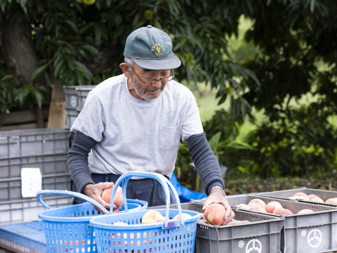 ８月下旬よりお届け🍑朝採れ『川中島白桃』２Kg箱入り　６個から８個入り 家族や友人との夏の団らんに、贈答品やお祝いのギフトとして、夏のデザートや料理の材料として是非ご堪能ください。