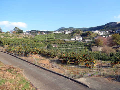 みかんとカボスセット家庭用【自然栽培】 食べやすい甘い 食べ出したら止まらない 早生みかん（3K）とカボス３Kセット