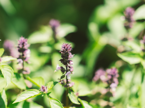 自然の力豊かなハーブティー＜トゥルシー茶＞２ｇｘ５ｐ