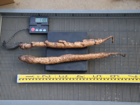 自然薯　1180ｇ（25-1-04）