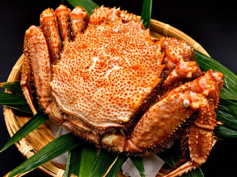 【年末蔵出し】小さくても味濃く絶品/毛ガニ/浜茹で/400~450g/2ハイセット【冷凍】