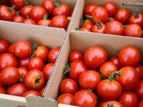 【有機JAS】甘くてジューシーなミニトマト「ほれまる」3kg