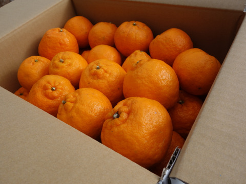 【甘さが濃～い！】びわ屋のポンカン「千々（ちぢ）ポンカン」　5㎏でお届け