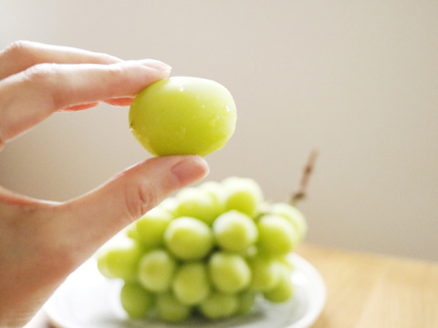 【８月下旬から収穫・残暑お見舞い】皮ごとパクリ！爽やかな甘みの勝沼産シャインマスカット１箱1.8kg