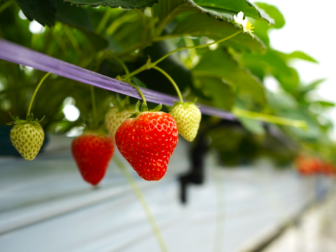 【お中元】≪人気抜群の長野県オリジナル品≫
夏でも甘酸っぱくジューシー！名匠の育てた夏イチゴ サマーリリカル 250g×2p