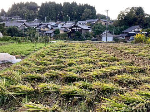 【富山県氷見市（自然栽培 / こだわりの天日干し）】古代米（紫黒米）「朝紫」 玄米300g×6パック