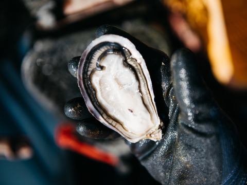 【冷凍殻付き生食用牡蠣】大分中津のブランド牡蠣ひがた美人10粒（Mサイズ：1粒40ｇ程度）