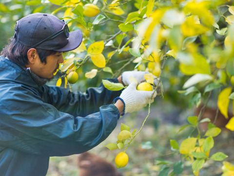 【C級品・2kg】瀬戸田産グリーンレモン