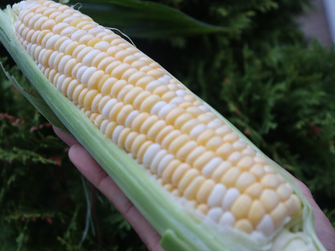 食べ比べセット2セット分（ゴールドラッシュとドルチェドリーム）計20本