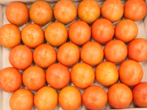 【農家直送】完熟フルーツトマト２Kg｜高知県香南市産｜家庭用・お試し