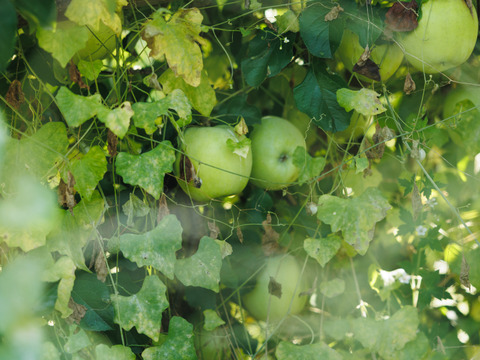 絶対死にたくないりんご