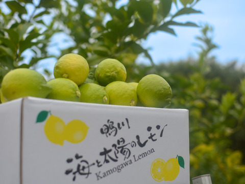 【食べて実感！まろやかな酸味】農薬最小限の鴨川レモン B品5kg