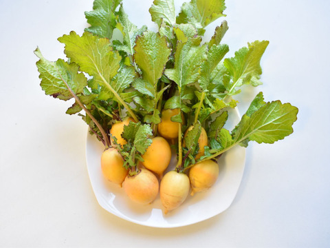 和らぎ農法　黄金かぶ　大（1袋）（3～8個）