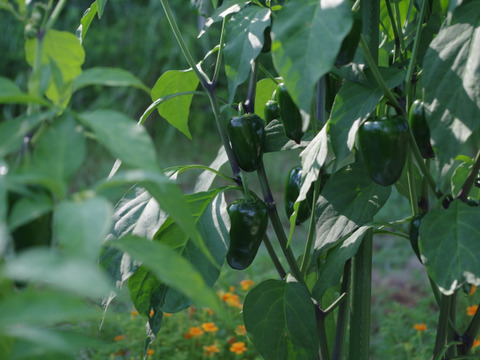 淡路島産！ハラペーニョ唐辛子500g【農薬化学肥料不使用】