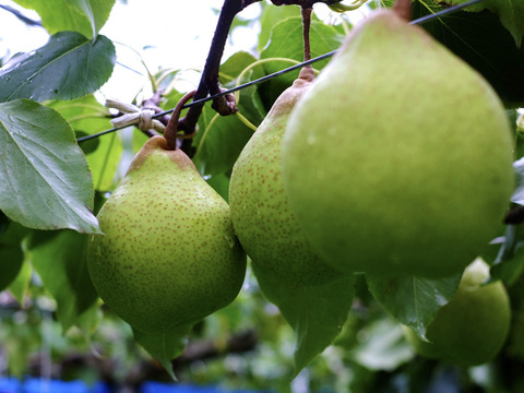 【希少】甘熟☆鴨梨（ヤーリー）別名-香り梨　3kg 　届いてすぐに召し上がれる甘熟をお届け＊庄内甘熟梨