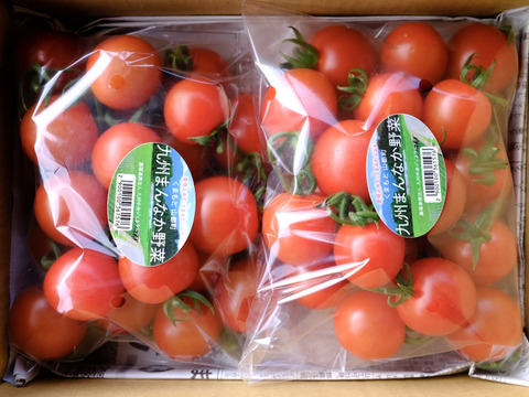 ジュワッと広がる旨み！寒暖差熟成"甲佐町産ミニトマト" (2kg)