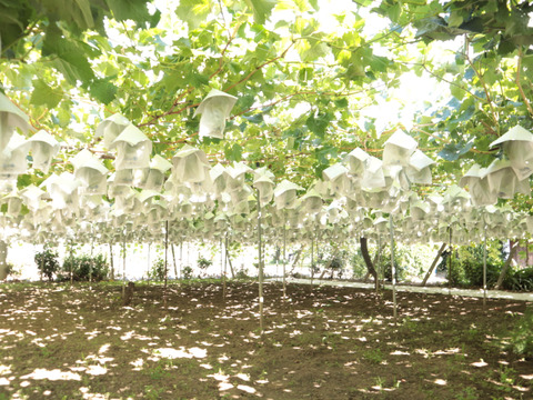 山梨県産！切り落とし粒々『シャインマスカット』3kg（750g×4袋　ジップロック入り）