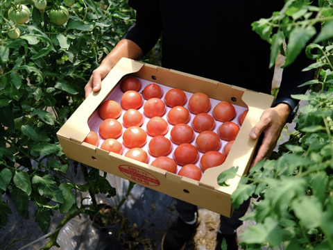 山の恵みがつくる大玉トマト 4kg箱詰め(20～28玉)