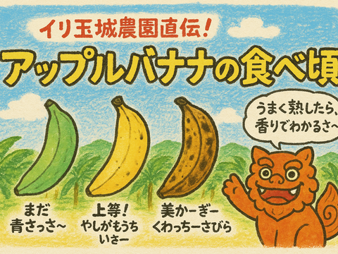 沖縄県産アップルバナナ　約1k (栽培期間中農薬肥料不使用)