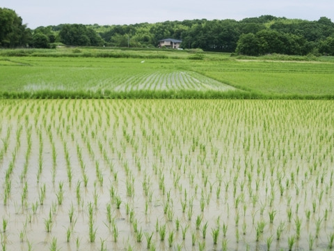 【わけあり送料込み　メール便】古代米入り玄米角餅　凹み有、厚さ不揃い、でも１６個スーパーお得セット