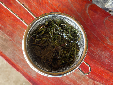 【天然スギナ】自然栽培 手摘み 1パック ネコポスでお届け