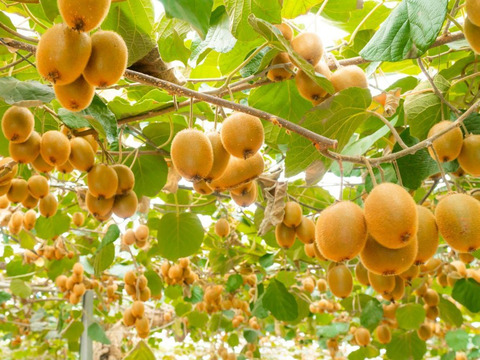 【国産ギフト】この道50年！プロキウイ農家おすすめの季節限定2品種入るお任せキウイセット【熨斗対応可】個前後入り(L2)