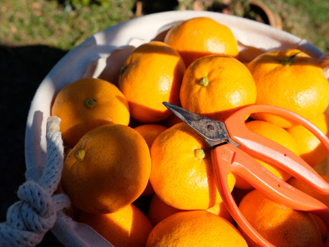 リピーター続出の人気商品！『三ヶ日早生みかん』ご家庭用5kg