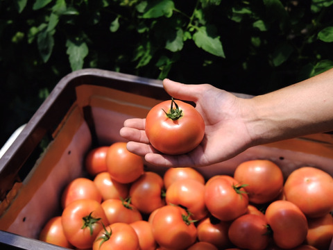 山の恵みがつくる大玉トマト 4kg箱詰め(20～28玉)