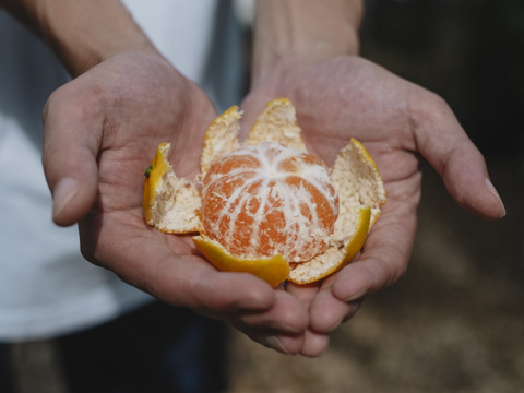 愛媛みかんの老舗厳選『極早生みかん 11kg』愛媛県川上産