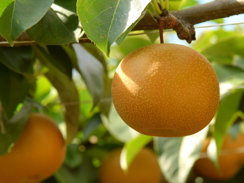 茨城県産  幸水梨 約5kg 【12〜16玉】