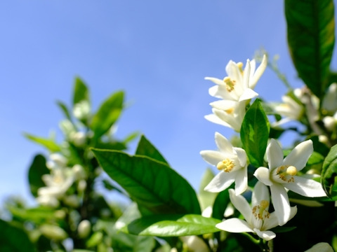 果汁たっぷり、この味衝撃！　ゆら早生　由良【小玉　3kg】