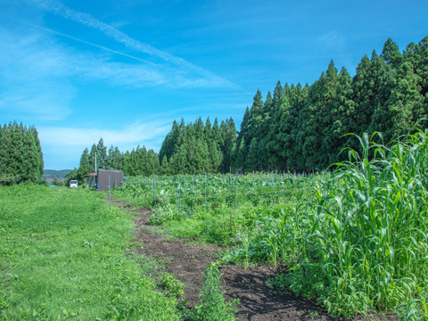 【お得なまとめ買い！！】ほぼ自然栽培！！夏が美味しい定番のズッキーニ！！