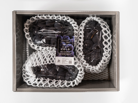 【贈答用】 岡山県産ニューピオーネ 3房　予約販売！8月下旬より順次発送致します。