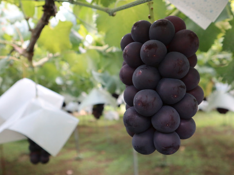 【ギフト】大切な人に送りたい３色の宝石箱！葡萄『ジュエルボックス』！36粒　約500g