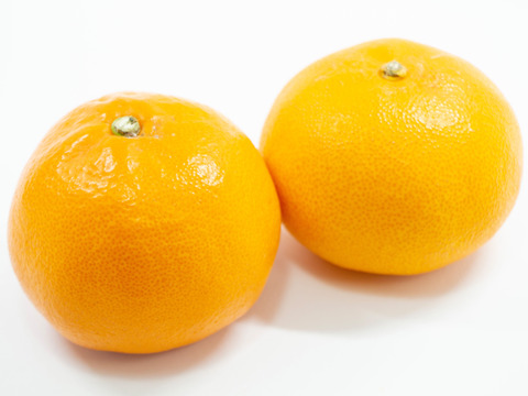 《ご家庭用》柑橘の大トロ！愛媛県産『せとか』(5kg)