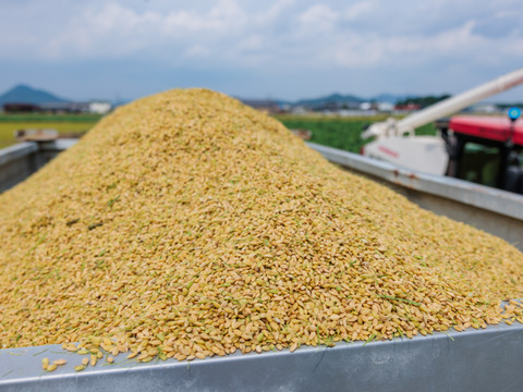 肉にも野菜にも相性抜群！うま味たっぷり！【令和7年度産】滋賀県産きぬむすめ白米5kg